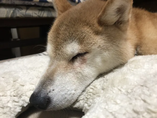 準備は出来ていますか？犬や猫の介護の準備・方法お教えします　～行動の変化　認知症編～